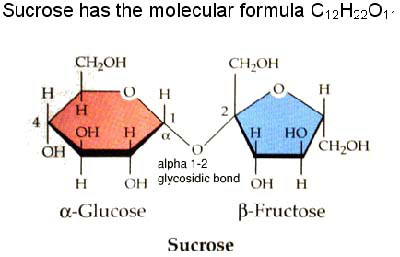Diagram with Glycosidic Bond