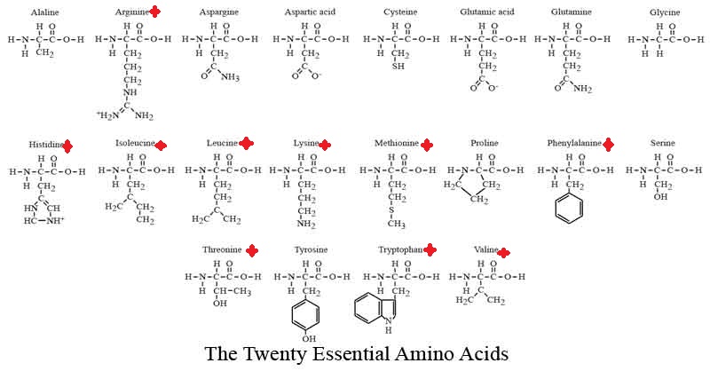 How many amino acids are there?